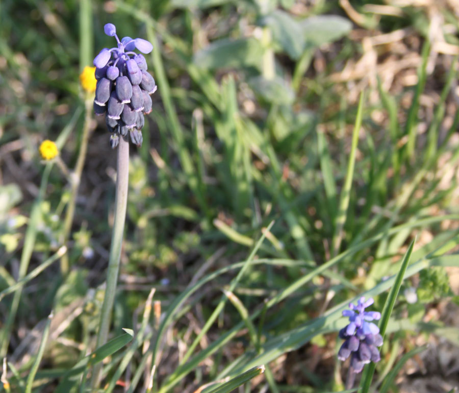 Muscari botryoides e neglectum